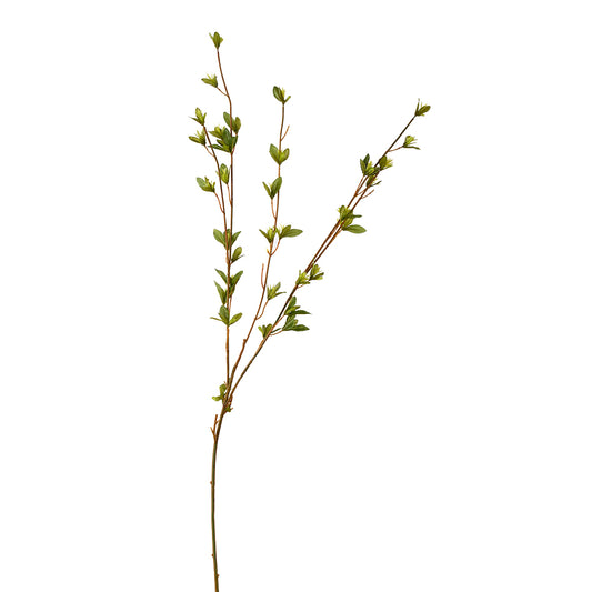 Spring Green Leaves