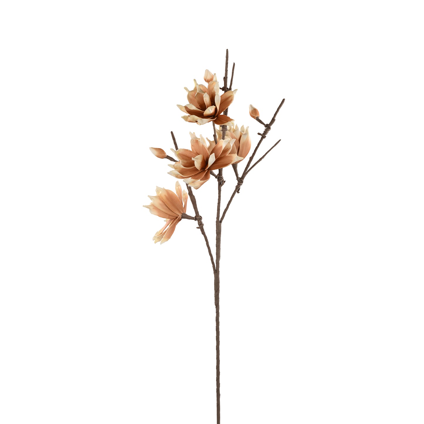 Manganolia Brown