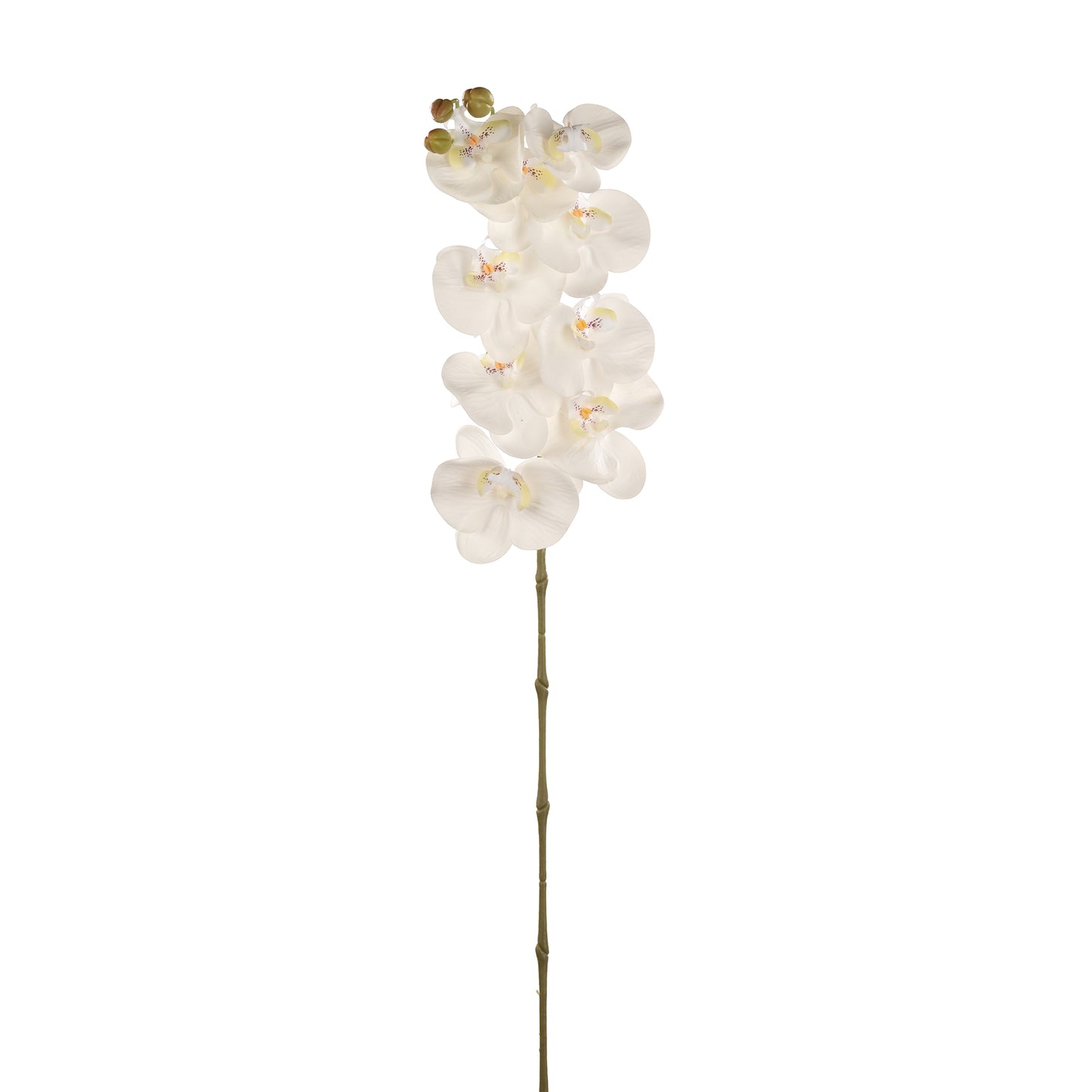 Orichid Stem