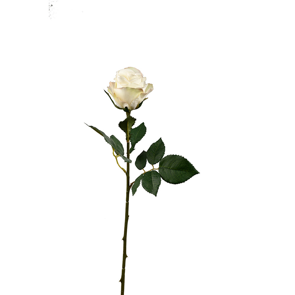 Rose Flower Ivory