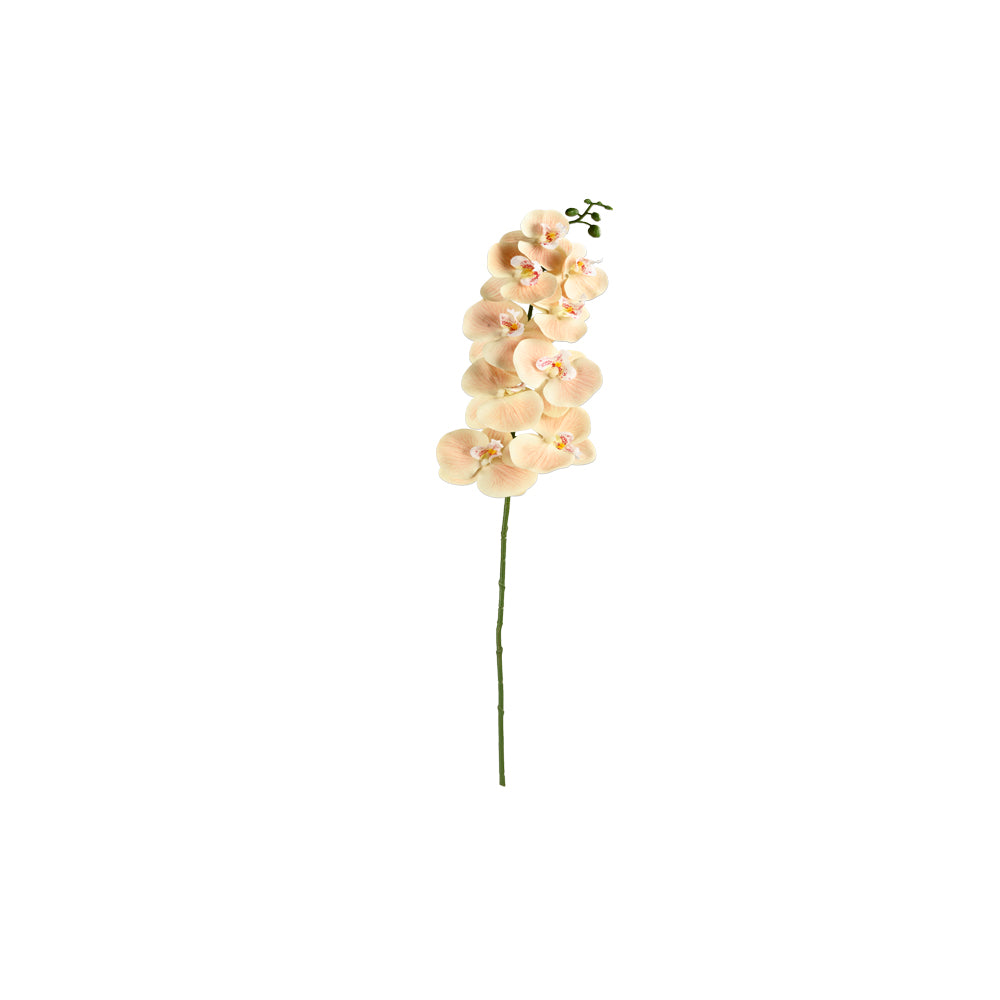 Orchid Flower Peach