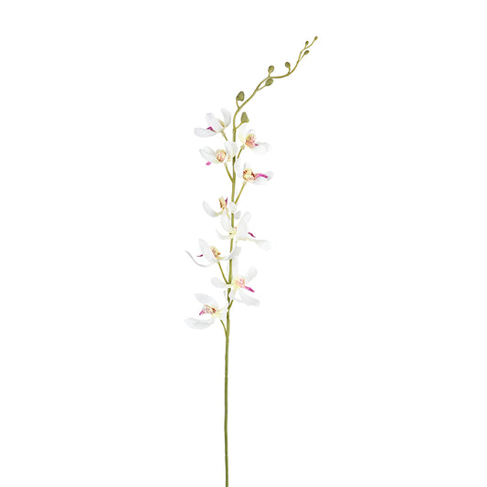Dendrobium Orchid Flower white