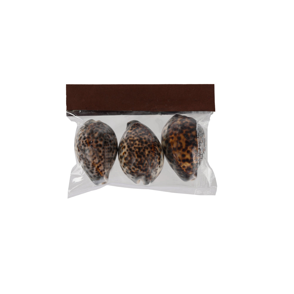 Naturale Tiger Cowry Shell 3 Pcs