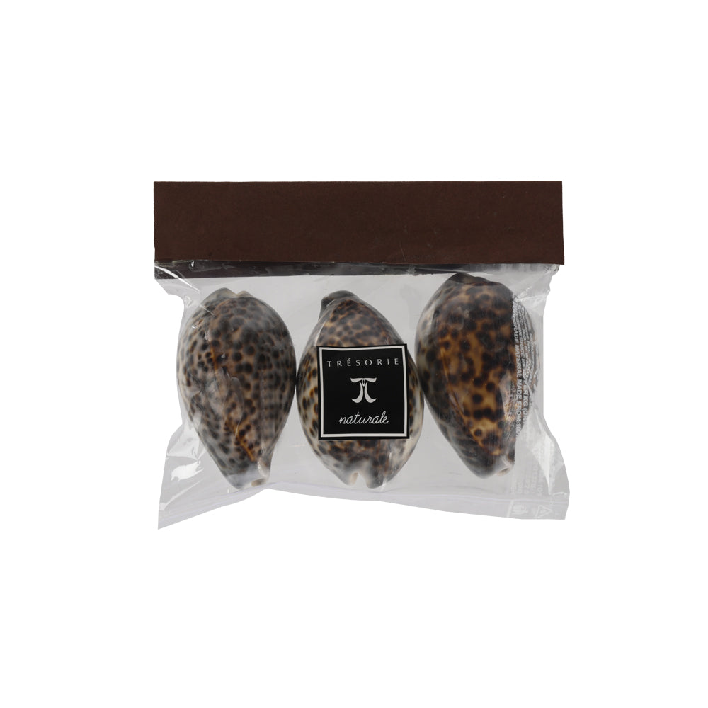 Naturale Tiger Cowry Shell 3 Pcs
