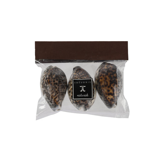 Naturale Tiger Cowry Shell 3 Pcs