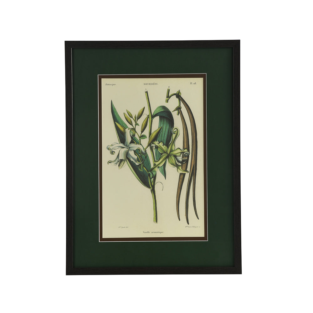 Vanille Aromatique Botanical - Wall Print