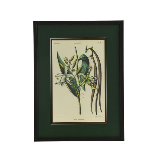 Vanille Aromatique Botanical - Wall Print