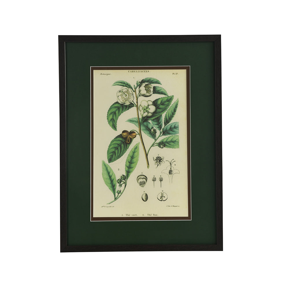 Camelliacees Botanical - Wall Print