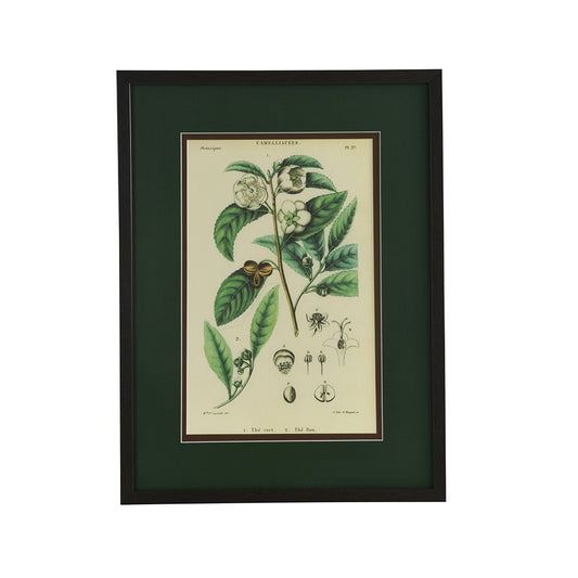 Camelliacees Botanical - Wall Print