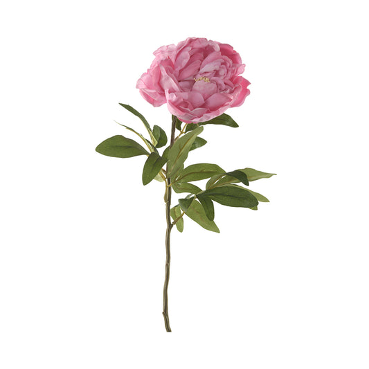 Peony  Flower Coral Pink