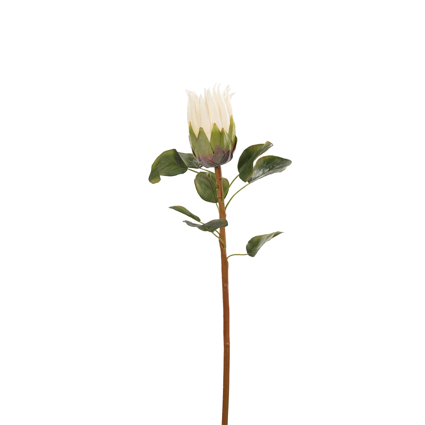 African Protea