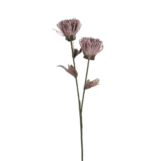 Chrysanthmum Dusky Pink