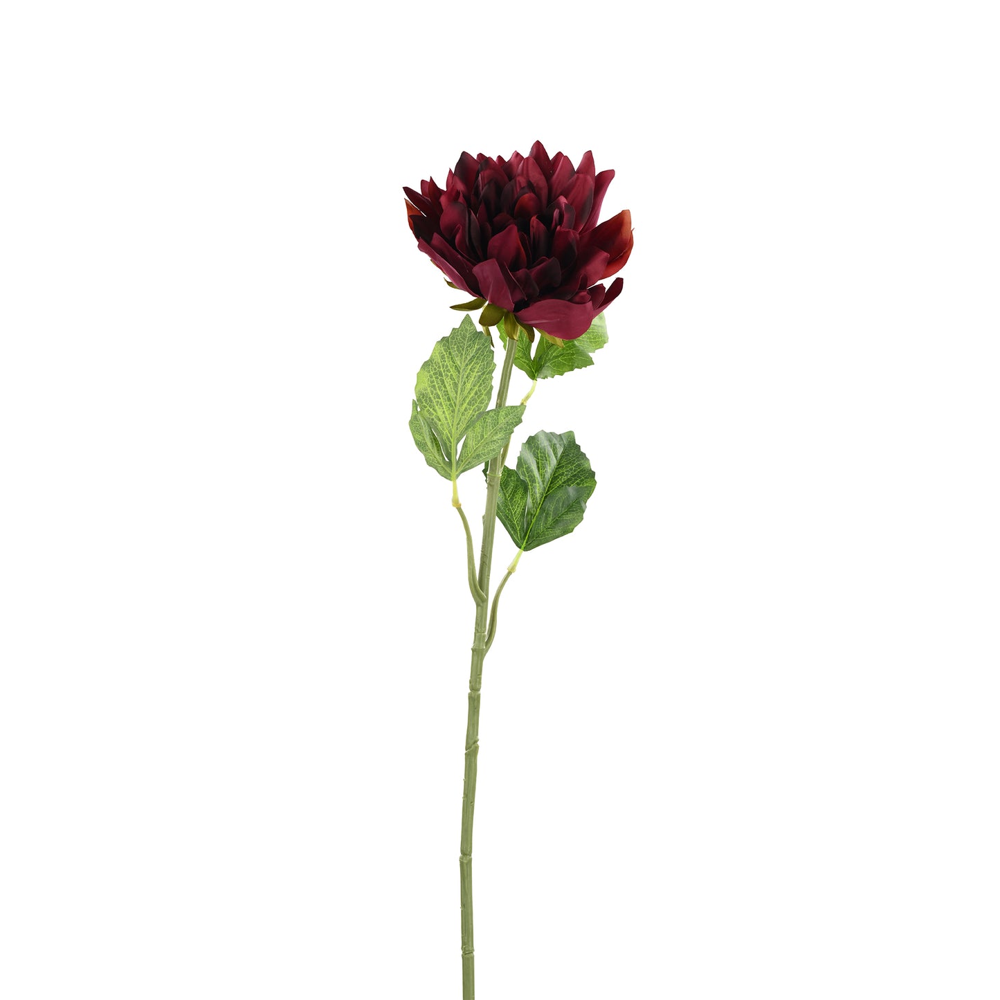 Dahlia Deep Red