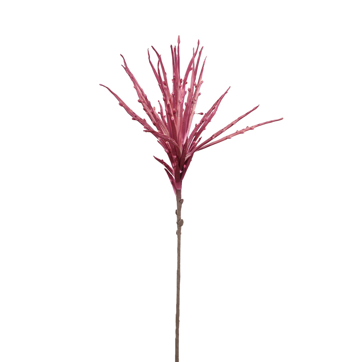 Aloe Pink