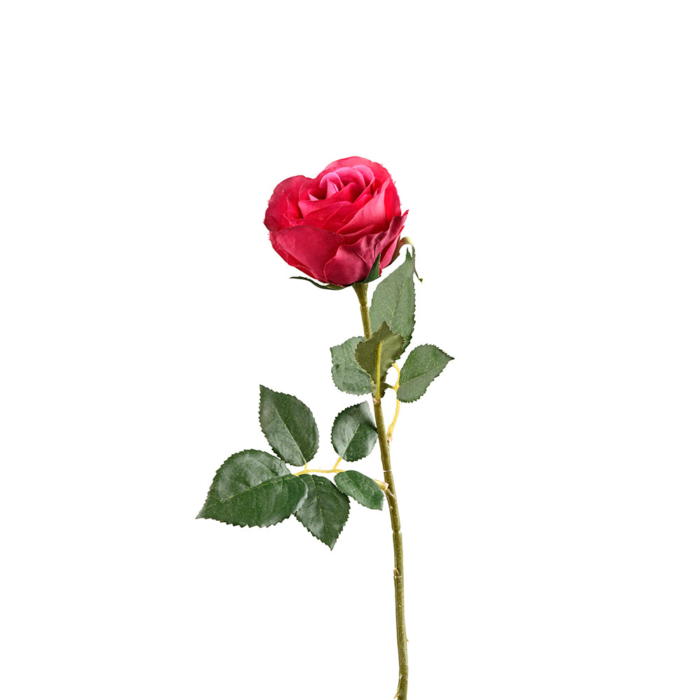 Rose Flower Rhodamine Red
