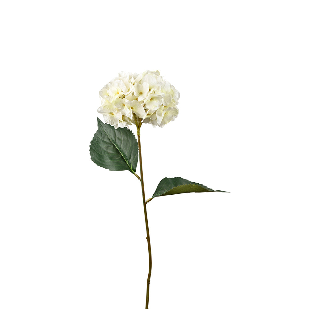 French Hygrangea  Flower Ivory