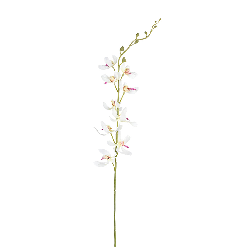 Dendrobium Orchid Flower white