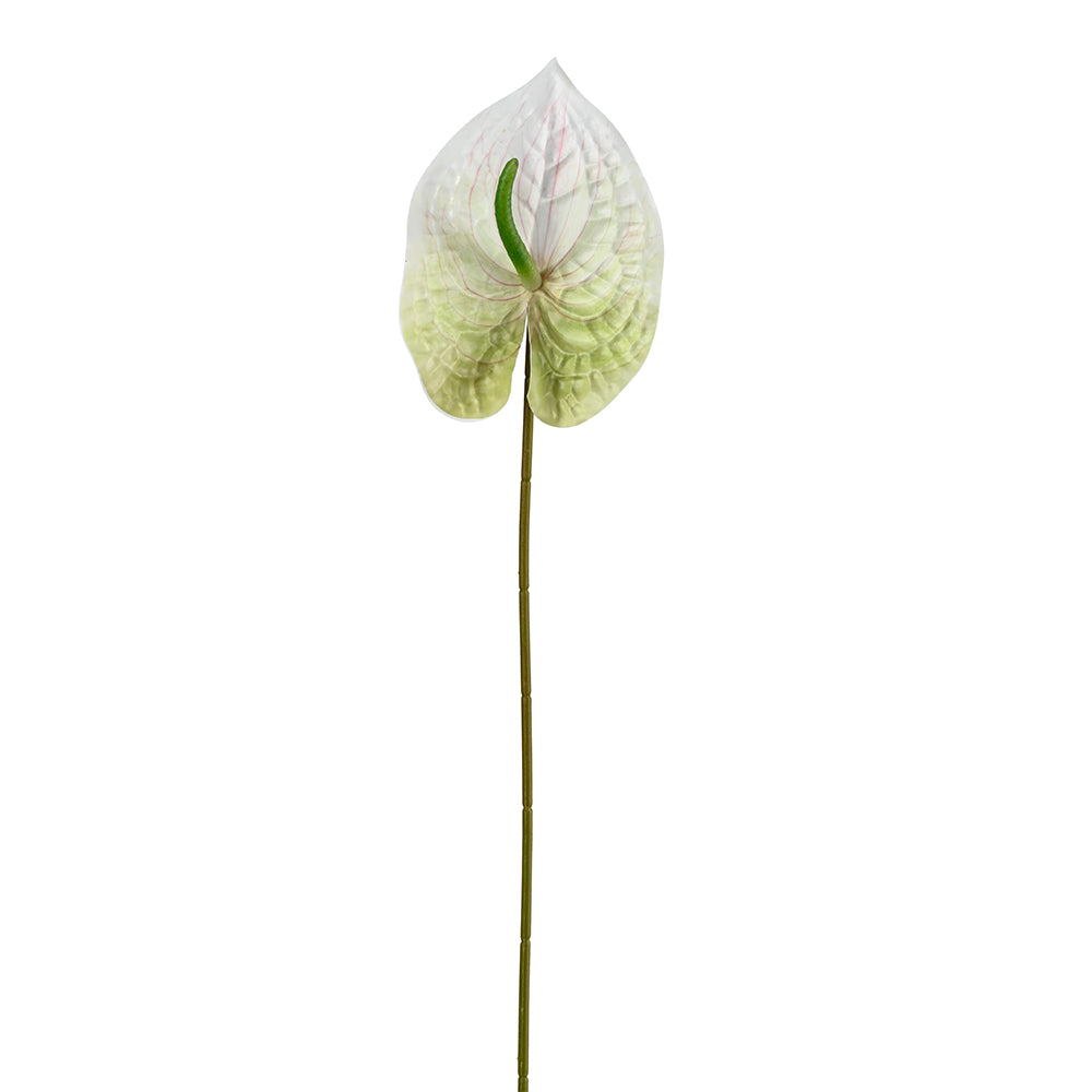 Tropical Anthurium White and Green Flower