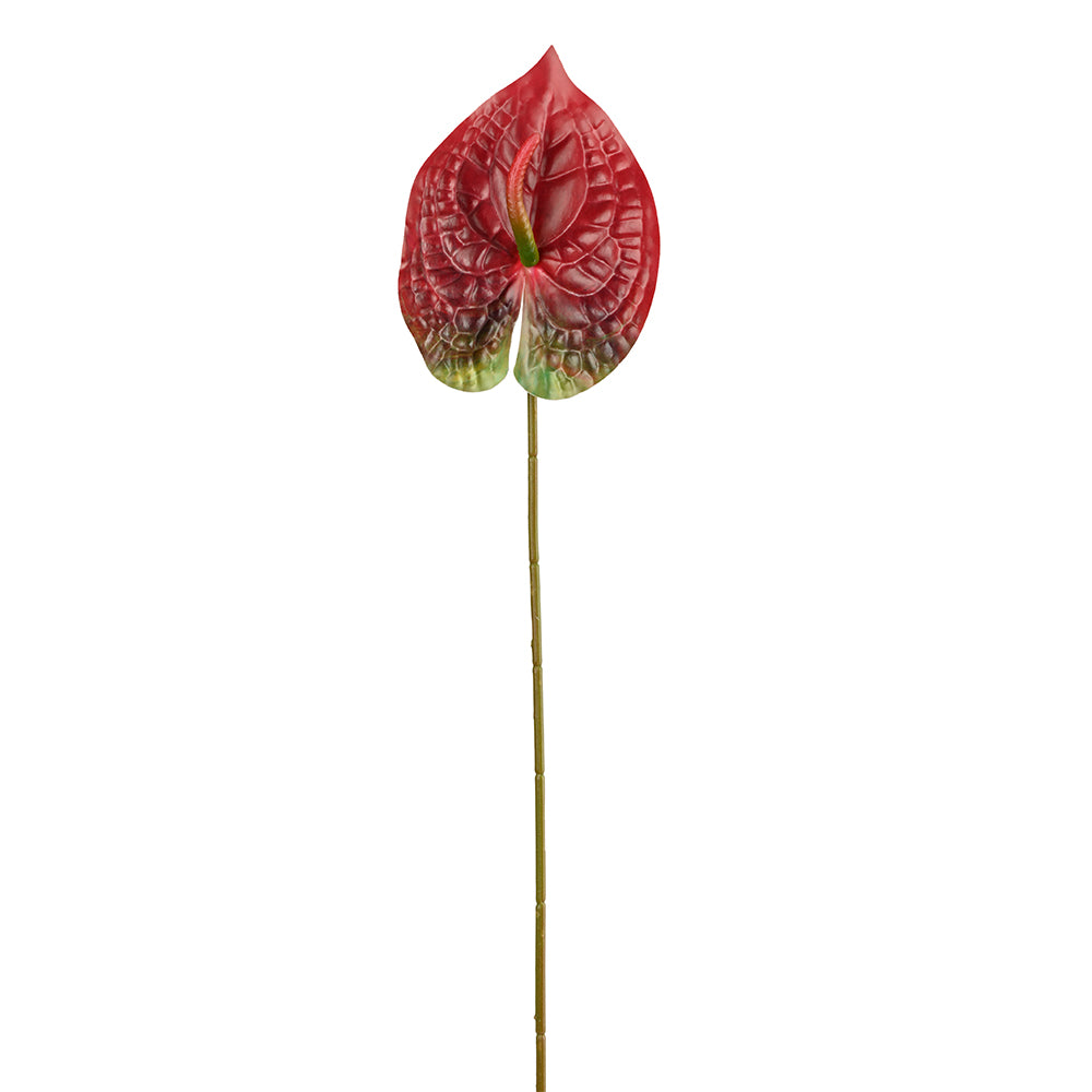Tropical Anthurium Red Flower