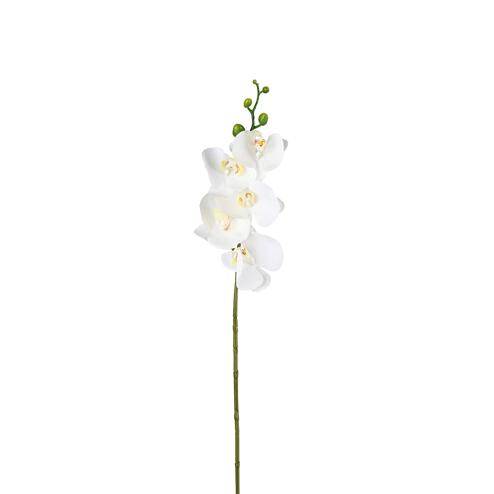 Phalaenopsis Orchid Flower white