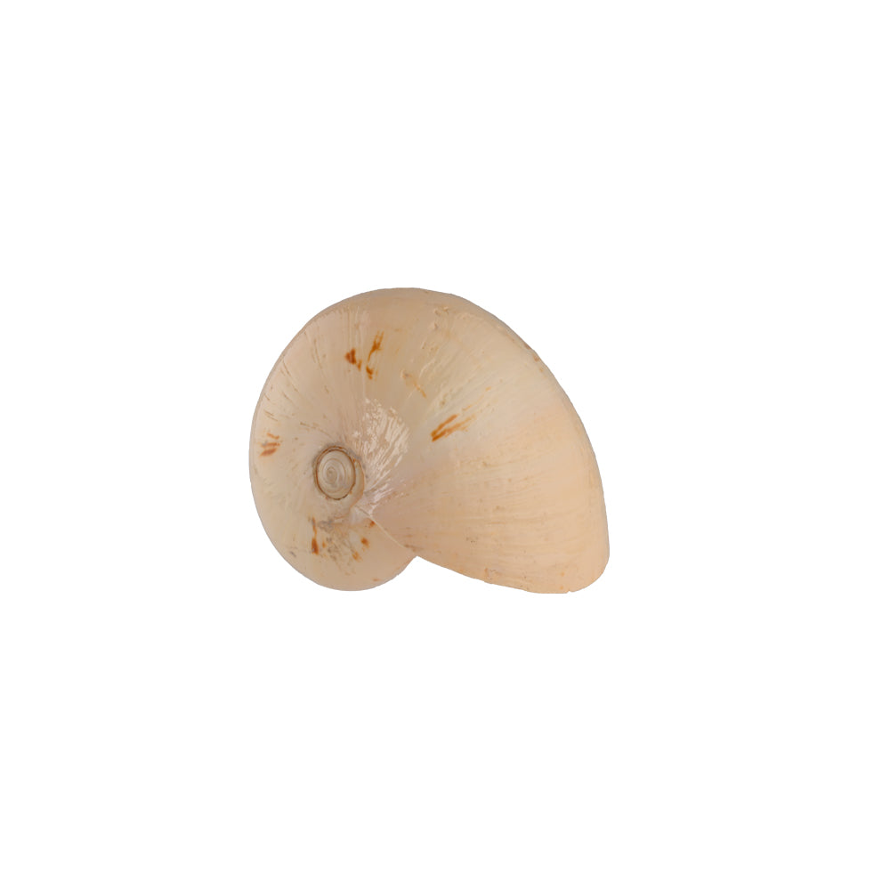 Naturale Mango Handcrafted Shell