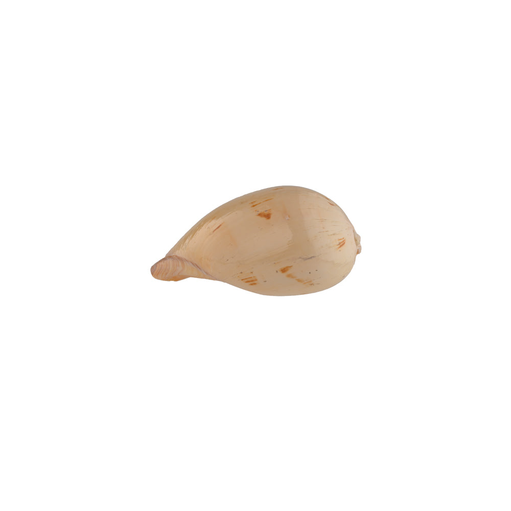 Naturale Mango Handcrafted Shell