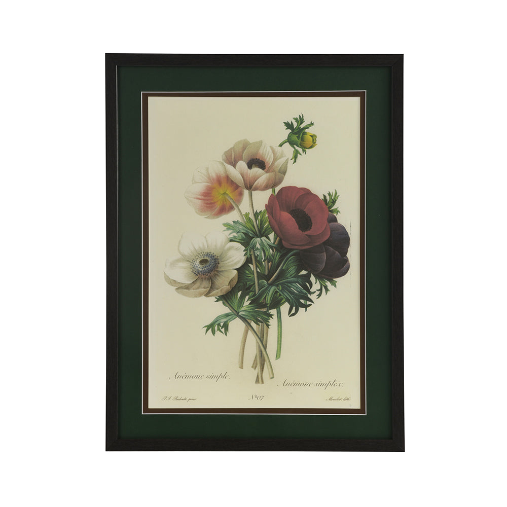 Animone Simplex  Botanical - Wall Print