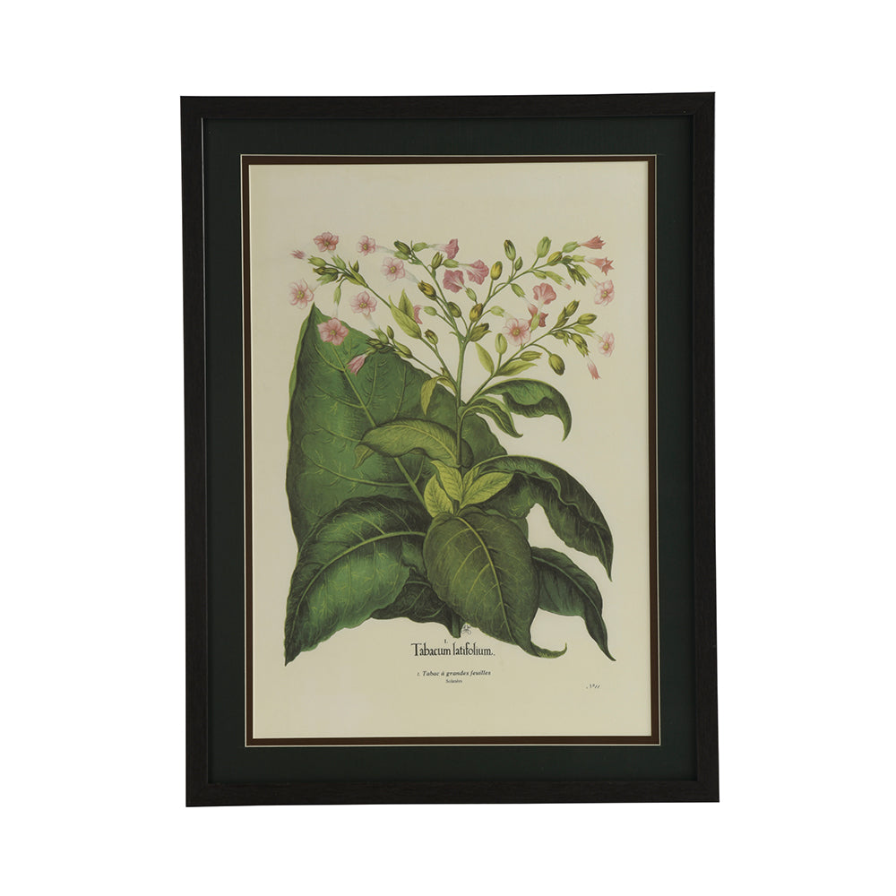 Tabacum Latifolium Botanical - Wall Print