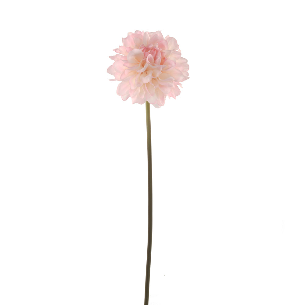 Dahlia Flower Soft Pink